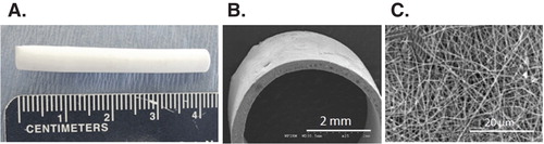Figure 1. Illustration of tubular scaffold fabricated from poly(epsilon-caprolactone)/collagen using the electrospinning techniques, (A) gross appearance; (B) cross-section and (C) microstructure.