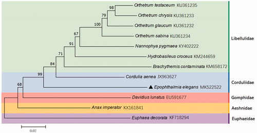 Figure 1. Phylogenetic tree showing the relationship between E. elegans and 11 other dragonflies based on neighbour-joining method. Euphaea decorata (Odonata: Zygoptera) was used as an outgroup relative to the other 11 individuals (Odonata: Anisoptera). GenBank accession numbers of each species were listed in the tree.