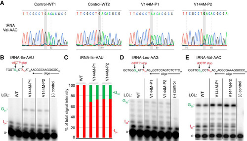 FIG 3 ID-affected individuals expressing only the ADAT3-V144M mutant exhibit a reduction in wobble inosine modification in tRNA isoacceptors. (A) Sequencing chromatogram analysis of RT-PCR products amplified from endogenous tRNA-Val-AAC isolated from LCLs of the indicated individuals. The wobble adenosine/inosine position is highlighted in gray. Inosine is read out as G. (B, D, and E) V144M-LCLs exhibit decreased inosine modification in tRNA-Ile-AAU, -Val-AAC, and -Leu-AAG. Primer extension analysis was performed with the indicated oligonucleotide probes against inosine-containing tRNAs in the presence of ddCTP. “Gn” denotes a readthrough product indicative of decreased inosine modification at position 34. “I34” represents the stop position if inosine is present. “o” represents the labeled oligonucleotide used for primer extension. (−) control represents a primer extension reaction without the addition of reverse transcriptase. (C) Quantification of primer extension for tRNA-Ile-AAU. The RT stop signal due to inosine modification and the G31 readthrough product are plotted as a fraction of the total signal intensity for both bands.