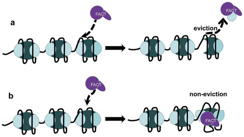 Figure 2. Working models of FACT function. (a) The “dimer eviction model”, in which FACT actively removes H2A–H2B from nucleosomes to enhance DNA accessibility. (b) The “non-eviction model”, in which FACT makes the nucleosome structure more relaxed and dynamic without the eviction of H2A–H2B