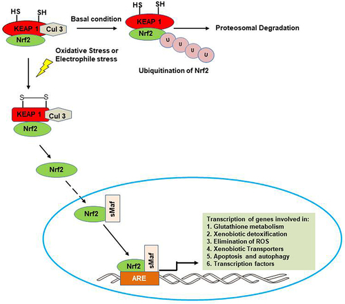 Figure 3 Activation and response of Nrf2. Under normal condition, KEAP1 binds Nrf2 and package it for ubiquitination and proteosomal degradation with the help of Cullin 3-E3 ubiquitin ligase. In the presence of a stressor such as ROS and electrophiles, Nrf2 is activated and translocated into the nucleus where its binding to the antioxidant response element sequence leads to transcription of different cytoprotective genes.