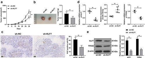 Figure 6. Inhibition of repressed tumor growth in mice. Mice were subcutaneously injected with HCT116 cells stably low-expressing KLF7 (sh-KLF7), with sh-NC as the control. (a) tumor volume measured with vernier scale every 4 days, n = 12. (b) tumor weight and representative tumor images, n = 12. (c) IHC detection the ki67-positive expression in the tumor, n = 6. (d) qRT-PCR detection of KLF7, miR-139-5p, and TPD52 expression in the tumor. (e) Western blot detection of KLF7 and TPD52 expression in the tumor, n = 6. Data in panels BCD were analyzed using t test, and data in panels AE were analyzed using two-way ANOVA, following Tukey’s multiple comparisons test, **p < .01.