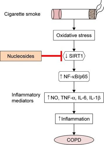 Figure 8 Proposed therapeutic mechanism of the nucleosides on cigarette smoke extract-induced inflammation via the SIRT1–NF-κB/p65 pathway.