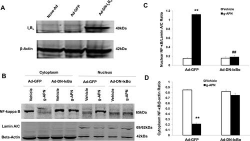 Figure 4 Ad-DN-IκBα blocked g-APN-induced NF-kappa B activation in Raw 264.7 cells. A showed Ad-DN- IκBα was successfully infected into the cells. B, Western Blot showed that Ad-DN-IκBα inhibited NF-kappa B activation which triggered by g-APN. C. Group analysis indicated that the quantity of NF-kappa B presented in nucleus. D, Group analysis indicated that the quantity of NF-kappa B presented in cytoplasm. **Compared with vehicle in Ad-GFP cells, P<0.01; ##Compared with vehicle in Ad-DN-IκBα cells; each group n=6.