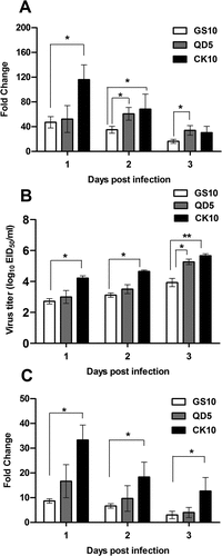 Figure 7. Potential relevance of NONMMUT011061 with virulence of H5 IAV in mice. Groups of nine mice were infected with CK10, GS10 or QD5 (a H5N8 strain that is also highly pathogenic in mice). (A) The expression pattern of NONMMUT011061 was determined in the mouse lung at day 1, 2 and 3 p.i. Values are expressed as the mean fold change ± SE of the mean from three individuals. (B) Virus titers in the lungs. Values shown are the mean ± SD of the results from three individuals (*p < 0.05, **p < 0.01). Asterisk indicates a significant difference between highly pathogenic viruses (CK10 or QD5) and GS10. (C) The expression pattern of NONMMUT036704 was determined in the mouse lung at day 1, 2 and 3 p.i. Values are expressed as the mean fold change ± SE of the mean from three individuals.