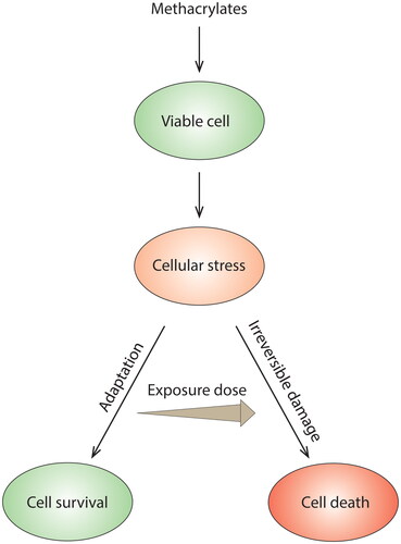 Figure 3. Methacrylate toxicity studies performed in vitro commonly use higher monomer concentrations than those measured in the clinic. At these concentrations, irreversible damage and cell death can occur. Severe cell damage and cell death signaling can potentially overshadow other cellular events of importance for biocompatibility. Focusing on doses below the threshold of cell death may reveal such events.