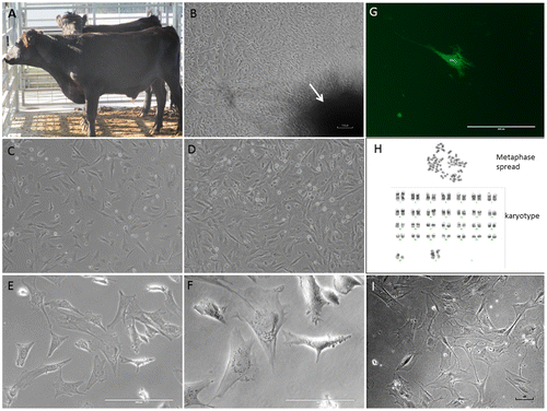 Figure 2. Postmortem recovery of fibroblast-like cells in cattle: (A) a sample of Black Angus just prior to slaughter; (B) migration of primary outgrowth around skin explant (arrow-marked dark-shaded area is explant) adhered on petridish surface after 10 days of culture (light microscopy, ×100 magnification); (C) & (D) low- (1 × 105 cells) and high (2 × 105 cells)-density postcryopreservation cultures of 42 dpm cell population (p5) after 24 h of culture (×100 magnifications); (E) & (F) ×200 and ×400 magnifications, respectively, of the cells in panel D; (G) GFP gene expression after 72 h of transfection in 42 dpm (p5) cultures (×200 magnification); (H) chromosome analysis at p5 level in 42 dpm fibroblast cell line (a representative metaphase cell spread and karyotype with 30 pairs of XX chromosomes are shown); (I) high passage (p25, on day 53) culture of 42 dpm cell line (×100 magnification but contrast correction of 56% to show better cell morphology).