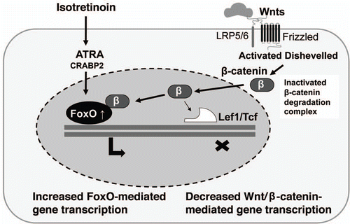 Figure 5 Isotretinoin-mediated overexpression of FoxO proteins and divergence of β-cateinin signaling from Lef1/Tcf-induced transcription by increased binding of β-catenin to nuclear FoxO proteins. ATRA, all-trans-retinoic acid; CRABP2, cellular retinoic acid binding protein-2; Wnts, Wingless proteins; LRP5/6, low density receptor-related proteins 5/6; Frizzled, Wnt receptor Frizzled; β, β-catenin; Lef1, lymphoid enhancer-binding factor-1; Tcf, T cell factor.