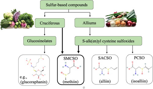 Figure 1. S-methyl cysteine sulfoxide (SMCSO; a.k.a. methiin) and its interplay between cruciferous and allium vegetables; SACSO S-allyl cysteine sulfoxide; PCSO S-propenyl cysteine sulfoxide. Source of structures provided: https://pubchem.ncbi.nlm.nih.gov/.