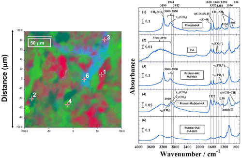 Figure 4 FTIR image of NRL-HA nanoparticles after biomineralization obtained from the selected 200 × 200 μm2 area (left panel). FTIR spectra of corresponding five constituents (a)–(e) by plotting PCA (right panel) in the region of 4000–680 cm−1