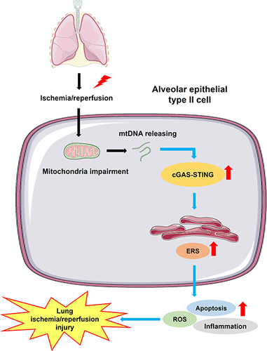 Figure 8 Schematic diagrams illustrating the effects of the cGAS-STING pathway in lung ischemia/reperfusion injury. The process of lung ischemia/reperfusion aggravates the impairment of mitochondria in alveolar epithelial type II cells, augmenting the releasing of mtDNA from mitochondria to cytosol. Subsequently, the downstream cGAS-STING signaling is activated, leading to enhanced endoplasmic reticulum stress (ERS). Severe and persistent ERS finally leads to excessive cell apoptosis, aberrant inflammation and a high level of oxidative stress, which result in lung ischemia/reperfusion injury.
