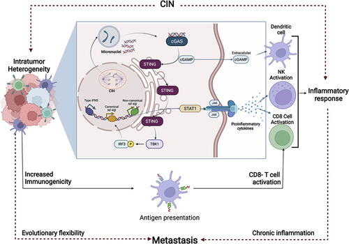 Figure 6 Activation of the immune system’s response and induction of metastasis as response to the Chromosomal Instability (CIN). Inflammation is the immune system’s response to infection and injury, and has been implicated in the pathogeneses of Breast Cancer (BC). CIN causes activation of immune responses, due among other, to the formation of micro nuclei (MN). MNs are usually a sign of genotoxic events and CIN. Due to the collapse of the MN membrane, the DNA leaks into the cytoplasm. The release of DNA fragments into the cytoplasm, trigger innate inflammatory responses through cGAS/STING signaling and non-canonical NF-kB. In the tumor microenvironment, activation of the latent inflammatory response contributes to malignant cell survival, angiogenesis, metastasis, and resistance to chemotherapeutic agents, among others.