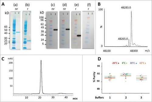 Figure 5. Purification and stability of ACT017. (A) SDS- PAGE analysis of PpL-purified ACT017 (500ng) after Coomassie staining (10% gel) (a-b) or Western-blotting (4–12% gel) with anti-kappa chain (c,e) or anti-Fd chain (d,f) antibody under non-reducing (nr) or reducing (r) conditions. (1) Molecular weight marker (kDa) (2) 500 ng of PpL-purified ACT017. (B) Mass spectrometry analysis of ACT017 by ESI-Q-ToF-MS at a protein concentration of 10 μM. (C) Typical elution profile of PpL purified ACT017 after gel filtration on a calibrated Superdex 75 10/300 GL column and stability profile under 4 temperatures in 3 different buffers. (D) Evolution of the purity of the main peak throughout the stability study for 3 buffers at 4 temperatures (−20°C to 42°C) as deduced from the gel filtration elution profile. Buffer 1: 50 mM Sodium acetate, pH 4.9. Buffer 2: 50 mM Sodium succinate, pH 5.1. Buffer 3: PBS pH 7.0.