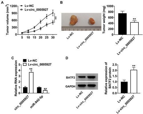 Figure 7 Circ_0005927 overexpression repressed tumor growth in vivo. (A and B) The effects of circ_0005927 overexpression on tumor volume and weight were revealed in vivo. (C) QRT-PCR was performed to determine the impacts of circ_0005927 overexpression on the expression of circ_0005927 and miR-942-5p. (D) Western blot was employed to unveil the influence of circ_0005927 overexpression on BATF2 protein expression. **P<0.01.