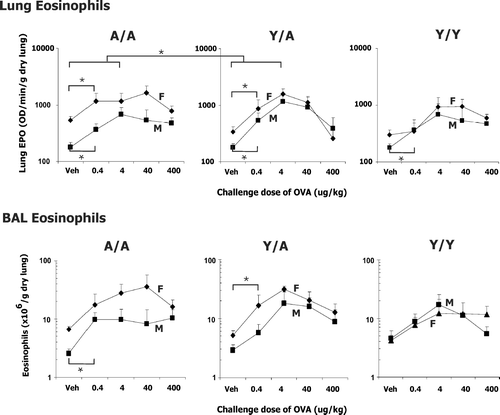 FIG. 4 Eosinophils in lung and BAL of male (M) and female (F) guinea pigs sensitized with 0.5 mg/kg OVA IP and challenged with either water vehicle (Veh) or varying doses of OVA intratracheally. Eosinophils were determined 24 hr after challenge. Details of treatment groups are shown in Table 1. Values represent the geometric mean ± SE. * p < 0.05 for the indicated comparisons.