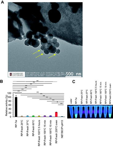 Figure 1. RP extract exhibits phosphatase activity by processing at high temperatures related to the nanoparticle effect. (A) TEM of processed RP extract at the nanoscale. (B,C) RP extract exhibits phosphatase activity by processing at high temperature measured by substrate NBT/BCIP (B) and correlates with quantum characteristics with fluorescence (C). *p<0.05; **p<0.01.