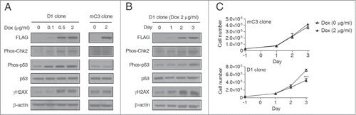 Figure 2. DNA damage and activation of a DNA damage response during TET-induced global DNA demethylation. (A) Western blot assay showed the activation of a DNA damage response in D1 but not mC3 cells. The cells were treated with 2 μg/ml Dox for 3 days. The marks for DNA damage response activation include phosphorylated CHK2 (Thr68) and TP53 (Ser20) and γH2AX. (B) Dynamic change of phosphorylated CHK2 (Thr68) and TP53 (Ser20) and γH2AX during 3 days of Dox treatment (2 μg/ml) in D1 clone cells. The cell lysates were prepared every day after Dox treatment. (C) Dox treatment (2 μg/ml, 3 days) induced cell growth inhibition in D1 but not mC3 clone cells. Error bars represent SD from 3 independent experiments. ***P < 0.001 compared with non-treatment control by Student's t test.