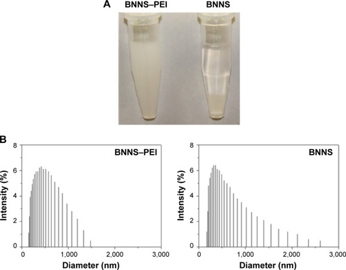 Figure 4 Characterizations of the BNNS and BNNS–PEI complexes.Notes: (A) Dispersed BNNS and BNNS–PEI complexes in PBS after statically placed for 24 hours. (B) Hydrodynamic diameters distribution of BNNS and BNNS–PEI complexes in PBS.Abbreviations: BNNS, boron nitride nanospheres; PBS, phosphate-buffered saline; PEI, polyethyleneimine.