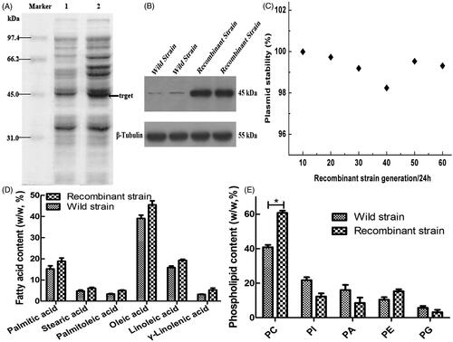 Figure 3. Expression of the CCT gene in the strain and its related effects. (A) Analyzed expression of the CCT gene in the strain by SDS-PAGE. Lane 1 is the recombinant GM4-ΔTS-PGK1-CCT strain, and lane 2 is the wild-type GM4 strain. (B) The expression of CCT gene in the strain was analyzed by Western blotting. β-Tubulin was used as the internal reference. Anti-PCYT1A was fixed and scanned after incubation. (C) The stability of the pPICZ-PGK1-CCT-TS plasmid in the transformed strain. (D) Analysis of the fatty acid composition of the recombinant and wild-type strains by GC. (E) Analysis of the phospholipid composition of the recombinant and wild-type strains by ESLD for phosphatidylcholine (PC), phosphatidylinositol (PI), phosphatidic acid (PA), phosphatidylethanolamine (PE), phosphatidylglycerol (PG). *p ˂ .05 compared to the wild-type strains.