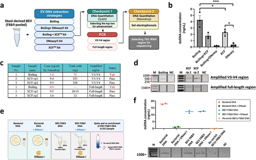 Figure 5. Optimization of stool-derived BEV DNA extraction for 16S gene amplification. (a) Illustration of the BEV DNA extraction, PCR gene amplification, and DNA qualitycontrol strategies. (b) Total DNA yield (ng/µL) obtained from different DNA extraction methods measured by Qubit 2.0, mean ±SD, one-way ANOVA test, *p < 0.05, ***p < 0.0005. (c, d) DNA extracted from stBEVs using two methods, Boiling and XCF, was amplified by PCR targeting the V3-V4 region and the FL region. The total amplified DNA yield (ng) was measured using a NanoDrop system, and electropherograms were used to assess results from the quality control. The XCF underwent two repeated PCR experiments, referred to as rp1 and rp2. (e) This figure shows five tests to determine if stBEV DNA is enclosed in the membrane. It includes pre-processing, DNA extraction using the XCF kit, PCR amplification targeting FL regions, (f) measuring DNA concentration with NanoDrop, and verifying DNA quality through gel electrophoresis.