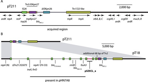 Figure 2. KPC-2-determining plasmids in T21 and T18. A) Scaled, linear diagram of N-type plasmid pT211 from T21. The plasmid backbone is shown as a thick, black line, with translocatable elements shown as coloured boxes or lines. The location of the acquired region in pT211 is indicated by a labelled horizontal line below, and identities of translocatable elements are indicated above the coloured boxes that represent them. The extent and orientation of named genes are indicated by labelled, horizontal arrows below. Drawn to scale from GenBank accession CP017083 B) Scaled, linear diagrams comparing the sequences of pT211 and cointegrate plasmid pT18 from T18. The sequence of pT211 is drawn as in part (A), and regions of pT18 derived from pT211 are indicated by grey shading between the plasmids. Sequence in pT18 derived from an FII-33 plasmid are shown as thin black lines, and sequence derived from pSCECL_a is shown as a pink line. The locations of antibiotic resistance genes in pT18 are indicated below, and the location of an additional 68 bp from Tn2 in pT18 are indicated above. Drawn to scale from GenBank accessions CP017083 and CP017085.
