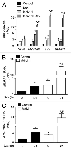 Figure 7. Quantification of ATG5, SQSTM1, LC3, and BECN1 mRNA levels of control, Dex, Mdivi-1, and Dex plus Mdivi-1 incubated L6 myotubes (A). Quantification of MURF1 (B) and ATROGIN-1 (C) mRNA levels in control and Mdivi-1 incubated L6 myotubes. Data: mean ± SEM of at least 3 independent experiments. Statistically significant differences were calculated using ANOVA in combination with a Tukey test for group comparison. *P < 0.05 vs. control, #P < 0.05 vs. Dex.
