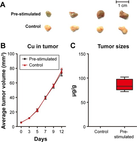 Figure 2 Two weeks after subcutaneous injection of HeLa cells, tumors from the experimental group appeared green (A). The tumor size increased with time. However, the sizes of the two groups showed no significant difference (P>0.05). The stability and biosafety were fully verified in vivo (B). The Cu content was significantly higher in the tumors than in the control group (C) (P<0.05).