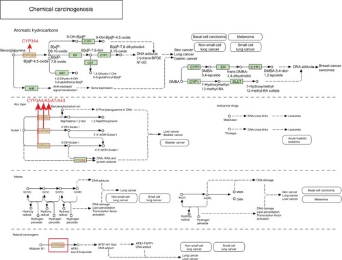 Figure 2 Metabolic pathways of the CYP3A4, CYP3A5, CYP3A7, and CYP3A43 genes in chemical carcinogenesis.Note: Copyright ©1999. KEGG. Reproduced from Ogata H, Goto S, Sato K, Fujibuchi W, Bono H, Kanehisa M. KEGG: kyoto encyclopedia of genes and genomes. Nucleic Acids Res. 1999;27(1):29–34.Citation26Abbreviations: CYP3A, cytochrome P3A; DMBA, 2,2′-Bis(hydroxymethyl)butyric acid.