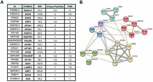 Figure 1. BPLF1-interacting proteins involved in autophagy related pathways identified by tandem mass spectrometry. (A) List of the 19 most abundant BPLF1 interacting proteins involved in autophagy identified by mass spectrometry. The values are derived from the mean of two independent experiments. ID = protein ID, MW = molecular weight, Unique Pep = number of unique peptides mapping to the protein, PSM = number of peptide spectrums matched to the protein. (B) Network diagram illustrating the interaction of the autophagy/vesicular transport related proteins enriched in the BPLF1 interactome. The network was created using STRING with Markov clustering algorithm (MCL) where each cluster is color annotated. The annotated interactions are color coded based on their source: curated databases (cyan line), experimentally determined (pink line), gene neighborhood (dark green line), gene fusions (red line), gene co-occurrence (dark blue), text mining (light green line), co-expression (black line) and protein homology (purple line)