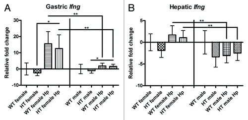 Figure 6. Gastric and hepatic gene expression in the different groups of mice: (A) Gastric interferon gamma (Ifng). (B) Hepatic Ifng. *, p < 0.05; **, p < 0.01.