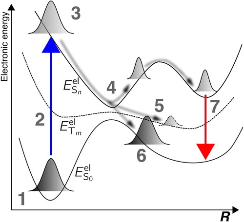 Figure 1. Schematic representation of a molecular photoexcitation and the subsequent photochemical and photophysical processes. The different steps are discussed in the main text.