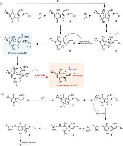 Figure 2. Mechanisms for DNA alkylation by apaziquone: (i) Pathways involving one- and two-electron reduction. Proton-coupled single-electron reduction of apaziquione generates stablised radical A, which can be further reduced (via B) to key intermediate C; C can be alkylated via cation D, formed by acid-catalysed dehydration, to give DNA monoadduct E. can undergo a second dehydration, giving dienyl cation F, which can be trapped in a second DNA alkyation event, giving interstrand cross-linked species G. (ii) Proton-accelerated mechanism. The conjugation of the aziridinyl lone-pair (acting as a vinylogous amide) into the quinone ring allows for an addition proton-accelerated DNA alkylation mechanism. Thus, protonation leads to cation A, which is in resonance with B; ring-opening of the reactive aziridinium moiety of B by DNA leads to aza-quinone species C, which can then undergo reduction to D. Acid-catalysed dehydration of D gives methylene indolium cation E, which can function as an active alkylating agent.