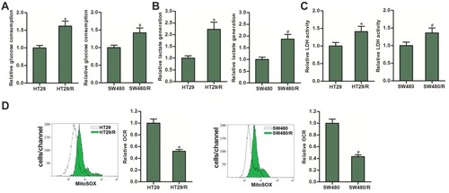 Figure 2 Differences of OCR between HT29/R and SW480/R cells and their parental HT29 and SW480 cells. (A) Differences of glucose consumption between HT29/R and SW480/R cells and their parental HT29 and SW480 cells. (B) Differences of lactate production between HT29/R and SW480/R cells and their parental HT29 and SW480 cells. (C) Differences of LDH activity between HT29/R and SW480/R cells and their parental HT29 and SW480 cells. (D) Differences of OCR between HT29/R and SW480/R cells and their parental HT29 and SW480 cells.Notes: Data were expressed as mean±SD. *P<0.05 vs HT29, #P<0.05 vs SW480.Abbreviations: OCR, glycolysis and oxygen consumption rate; LDH, dehydrogenase.