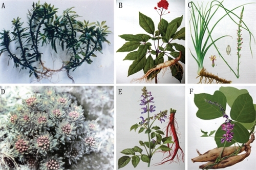 Figure 1 Pictures of Chinese herbs and the parts effective in treating dementia. A: Huperzia serrata (Qian Ceng Ta); B: Panax ginseng C.A. Mey. (Ginseng), drawn by Zeng Li Li; C: Anemarrhena asphodeloides Bunge. (Zhimu), drawn by Chun Quan Xu; D: Rhodiola saccharinensis A. Bor. (Integripetal rhodiola herb); E: Salvia miltiorrhiza Bunge. (Danshen), drawn by Zeng Li Li; F: Pueraria lobata (Willd.) Ohwi (Radix Puerariae), drawn by Zeng Li Li. Panels B, C, E, and F are from (CitationLou and Xiao 1995). Panel D is from (CitationZhu 1999).
