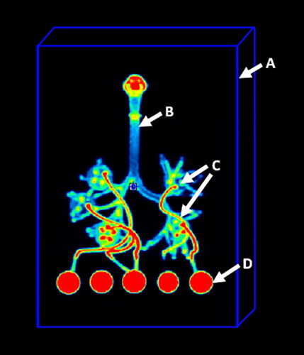 Figure 3. VOI placement for calculation of the total administered dose (TAD). (A) VOI placement, (B) respiratory tract cast, (C) connectors between the cast and filter holders, (D) GFB filter holders.