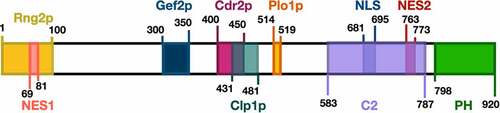 Figure 3. Schematic of S. pombe Mid1p domain organization and the binding sites of proteins involved in cytokinesis. (A) Rng2p [Citation13], Gef2p [Citation31], Cdr2p [Citation14], Clp1p [Citation32] and Plo1p [Citation13] binding sites in addition to the nuclear export sequence NES, C2 domain, nuclear localization sequence NLS, and pleckstrin homology domain PH [Citation12], are shown in different colours.