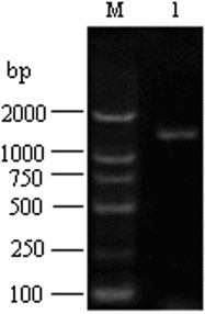 Figure 1. RT-PCR result for domestic guinea pig UGT1A1 gene on 1% agarose/EtBr gel.