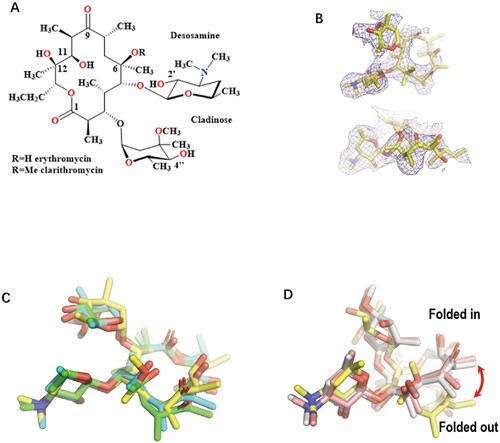 Figure 1. The comparison of the Mtb ribosome-bound clarithromycin (CTY) with the antibiotics from different ribosome complexes. (A) Chemical structures of NPET binding Erythromycin (ERY) and Clarithromycin; (B) The density map (deep blue mesh) of CTY in complex with the Mtb 50S ribosome viewed from two perspectives (maps contoured at 1.7σ and 1.2σ, respectively); (C) Comparison of the ribosome structures in complex with ERY or CTY (CTY carbon in yellow, PDB entry 7F0D, 50S of Mtb), ERY (carbon in green, PDB entry 4V7U, 70S of E. coli; carbon in cyan, PDB entry 6XHX, 70S of T. thermophilus) (D) Comparison of the 50S ribosome structures in complex with ERY or CTY (carbon in yellow, PDB entry 7F0D, Mtb), CTY (carbon in light pink, PDB entry 1J5A, D radiodurans) and ERY (carbon in grey, PDB entry 1JZY, D radiodurans).
