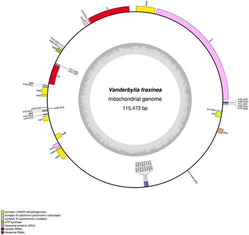 Figure 2. Mitochondrial genome map of Vanderbylia fraxinea. The map was prepared using OGDRAW program (https://chlorobox.mpimp-golm.mpg.de/OGDraw.html) (Lohse et al. Citation2007). Genes transcribed clockwise and counterclockwise are indicated on the outside and inside of the large circle, respectively. GC contents are indicated on the inner circle. This genome map does not show ORFs.