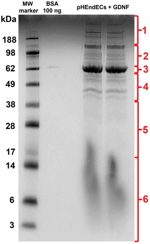 Figure 2. GDNF-treated pHEndEC protein expression following serum withdrawal. A digital photograph of the Colloidal Coomassie-stained 10% Bis-Tris gel following SDS-PAGE of pHEndEC protein extracts shows the six sections of the gel cut from top to bottom prior to trypsin digestion (indicated in red), with subsequent LC-MS, protein identification and GO annotation, as described in the Materials and Methods section. Unexpected vertical smearing is seen in both lanes containing pHEndEC cytoplasmic protein extracts < 20 KDa molecular weight.