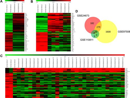 Figure 5 Identification of DEGs-associated with retinoblastoma. A total of 487, 1918 and 39 DEGs were obtained from GEO datasets GSE24673 (2 human normal retina tissues and 3 human retinoblastoma tissues), GSE97508 (3 human normal retina tissues and 6 human retinoblastoma tissues) and GSE110811 (3 human normal retina tissues and 28 human retinoblastoma tissues) using GEO2R according to the criterion: P<0.05 and |log2 FC|>2. Heat maps were generated using MeV v4.8.1. (A) Heat maps of top 25 up-regulated and 25 down-regulated genes from GSE24673. (B) Heat maps of top 25 up-regulated and 25 down-regulated genes from GSE97508. (C) Heat maps of DEGs from GSE110811. (D) Venn diagram of overlapped DEGs.