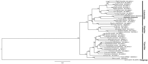 Figure 1. Bayesian tree and maximum likelihood tree estimated using 12 protein-coding genes alignment. The phylogenetic tree shown is based on the Bayesian tree topology, adding the bootstrap and posterior probability values of the nodes (BS/PP). The Genbank accession numbers for the samples are shown in the tree. Rhabdophis himalayanus appears in bold.