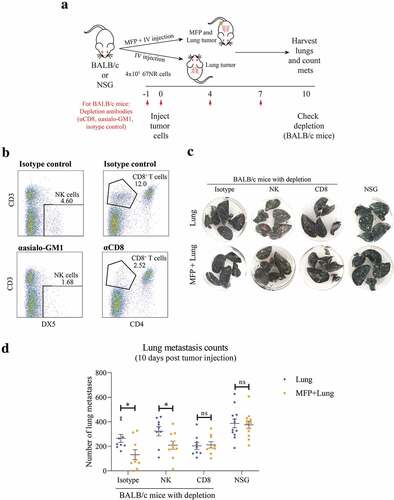 Figure 3. Decreased lung tumor burden in MFP tumor-bearing mice is CD8+ T cell dependent. (a) Experimental overview. BALB/c mice were injected with depletion antibodies against CD8+ (CD8+ T cell depletion) or asialo-GM1 (NK cell depletion) before injection with 67NR tumor cells in the MFP and IV (MFP + Lung) or IV only (Lung), with repeated dosing of depletion antibodies as indicated. The same tumor injections were performed in NSG mice, without depletion antibodies. Mice were culled 10 days after tumor injection for lung metastasis enumeration and depletion check. (b) Representative plot of depletion check where spleens of BALB/c mice in (a) were harvested, after 4 doses of depletion antibodies, and stained with antibodies indicated for flow cytometry. (c,d) Representative images (c) and enumerated metastases in lungs of BALB/c and NSG mice as described in (a) Data points represent whole lungs from individual mice from 2 independent experiments with mean ± SEM (n = 4–6 mice per group, per experiment). Unpaired t-test. ns P ≥ 0.05; *P < .05.