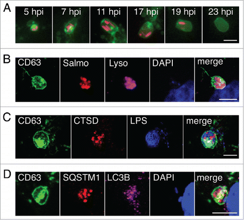 Figure 3. The large vacuoles that engulf the LGP+ membranous aggregates are autophagosomes. (A) Live-cell imaging microscopy of a stably transfected NRK-49F fibroblast expressing CD63-GFP, showing an LGP+ aggregate (green) and 2 SCV (red) that are engulfed simultaneously and digested within a large vacuole. (B-D), Confocal microscopy images of stably transfected CD63-GFP NRK-49F fibroblasts showing: (B) large vacuoles with acidic pH (LysoTracker Deep Red-positive; Lyso; magenta); (C) large vacuoles containing CTSD (red); and, (D) large vacuoles positive for the autophagosome markers SQSTM1 (red) and LC3B (magenta). Images were acquired at 16 hpi. Bacteria are identified by DsRed expression (B); recognition of S. Typhimurium LPS (blue) (C); or DAPI (blue) (D). Scale bars: 5 μm.