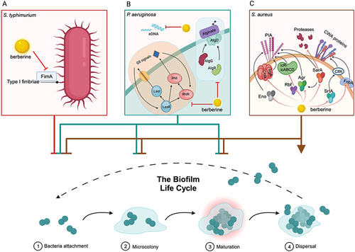 Figure 3 Berberine (BER) enhances antibiotic resistance by inhibiting the biofilm formation. (A) BER reduces the expression and quantity of type I fimbriae by affecting the expression of the fimA gene, thereby decreasing the activity and adhesion of Salmonella typhimurium. (B) BER affects the bacterial attachment, microcolony and biofilm maturation of Pseudomonas aeruginosa by reducing the levels of QS molecules and the expression of key genes involved in biofilm establishment and structural stability, such as lasI, lasR, rhlI, rhlR, eDNA and the alginate-related regulatory genes algG, algD and algR. (C) BER inhibits the attachment, microcolony formation and biofilm maturation, and promotes biofilm dispersal of Staphylococcus aureus by significantly downregulating the expression of genes associated with biofilm formation, such as srtA, agr, sarA, fnbA, rbf, lrgA, cidA and eno. These genes affect the production of polysaccharide intercellular adhesin (PIA), multiple extracellular proteases, and bacterial cell wall anchoring (CWA) proteins, etc. The figure was created with BioRender.com (https://app.biorender.com).