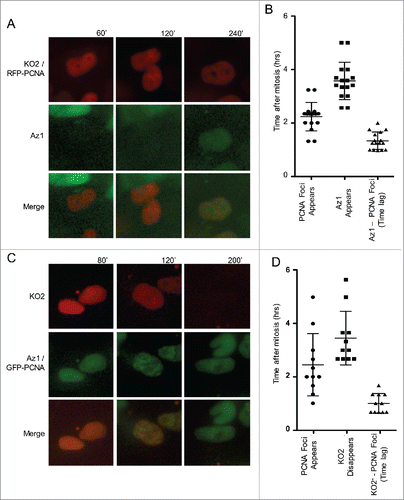 Figure 2. The Fucci system does not accurately designate the G1 to S phase transition. (A) Panels taken from a live-cell-imaging video of Fucci expressing hPSCs transiently transfected with RFP-PCNA. Top panels correspond to KO2 & RFP-PCNA, middle panels correspond to Az1. PCNA foci appear prior to the accumulation of Az. (B) Quantification of Time (in hours) after mitosis that PCNA foci and Az1 are detected in live cell imaging videos. PCNA foci appear ∼1 hr prior to the detection of Az1. (C) Panels from a live-cell-imaging video of Fucci expressing hPSCs transiently transfected with GFP-PCNA. Top panels correspond to KO2, middle panels are GFP-PCNA & Az1. PCNA foci appear prior to the disappearance of KO2-Cdt1. (D) Quantification of Time (in hours) after mitosis that PCNA foci are detected and KO2-Cdt1 signal disappears in live-cell imaging videos. PCNA foci appear ∼1 hr prior to the disappearance of KO2-Cdt1.