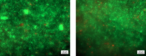 Figure 2. Epifluorescence microscopy micrographs of one biofilm coupon with LIVE/DEADTM BacLightTM staining, with living bacteria in green and dead bacteria in red. The coupon was extracted after 3 days, after inoculation and biofilm maturation and prior to exposure to clinoptilolite fines or metals in solution.