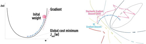 Figure 6. Schematic of classical gradient descent in 1D (left panel) and stochastic gradient descent (SGD) in 2D (right panel) which is used in NN training with error back-propagation algorithm.