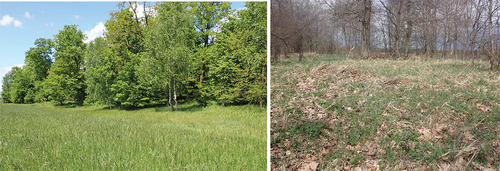 Figure 1. The study site of P. mnemosyne in the Narew river (NE Poland): a view at the peak of the flight period in late May (on the left) and in late April i.e. when most caterpillars complete their development (on the right).