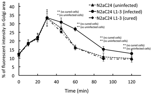 Figure 1. VSV-G(ts045)-GFP transport assay in uninfected N2aC24, infected N2aC24L1–3, and cured N2aC24L1–3 cells. Cells were transfected with the vector encoding VSV-G(ts045)-GFP and incubated at non-permissive temperature. Fluorescent intensities for VSV-G(ts045)-GFP at the Golgi region against those in the whole cell were determined in the randomly selected transfected cells (n = 14–16) at various times after the cells were transferred to permissive temperature. The Golgi area was immunohistochemically delineated using the Golgi marker GM130. Trafficking of VSV-G(ts045)-GFP in the cells was assessed as the accumulation kinetics of the protein in the Golgi area. Post-Golgi trafficking of VSV-G(ts045) was significantly delayed in infected N2aC24L1–3 cells, compared with that in uninfected N2aC24 cells. No significant difference in the VSV-G(ts045)-GFP trafficking was observed between uninfected N2aC24 and cured N2aC24L1–3 cells. Data were analyzed using the Student t test. * P < 0.05, ** P < 0.01. These were modified from Uchiyama et al.Citation8